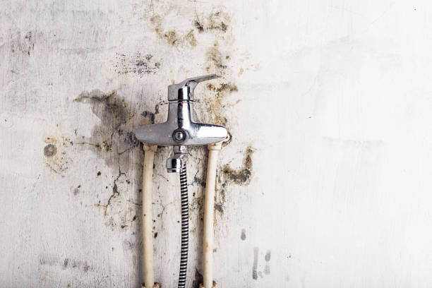 Best Fast Mold Removal  in Mount Vernon, TX