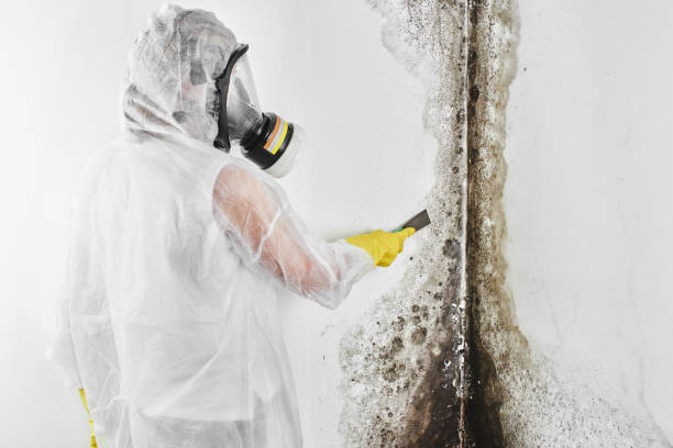 Best Black Mold Removal  in Mount Vernon, TX