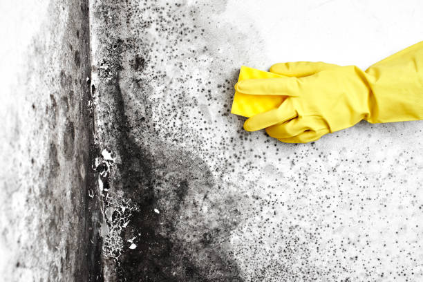 Home Mold Removal in Mount Vernon, TX