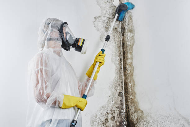 Best Fast Mold Removal  in Mount Vernon, TX