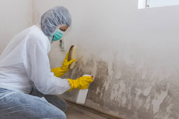 Best Mold Testing  in Mount Vernon, TX