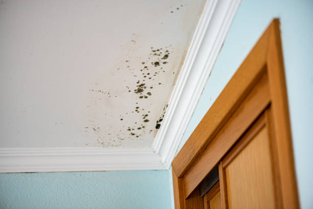 Best Certified Mold Removal  in Mount Vernon, TX