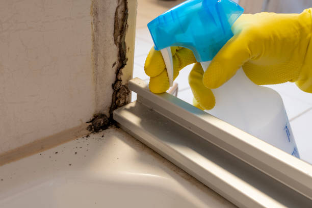 Best Office Mold Removal Services  in Mount Vernon, TX