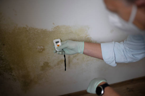 Best Residential Mold Removal  in Mount Vernon, TX