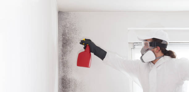 Best Office Mold Removal Services  in Mount Vernon, TX