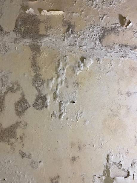 Professional Mold Removal in Mount Vernon, TX