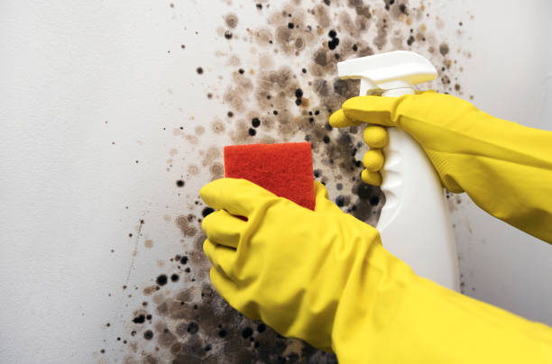 Best Attic Mold Removal  in Mount Vernon, TX