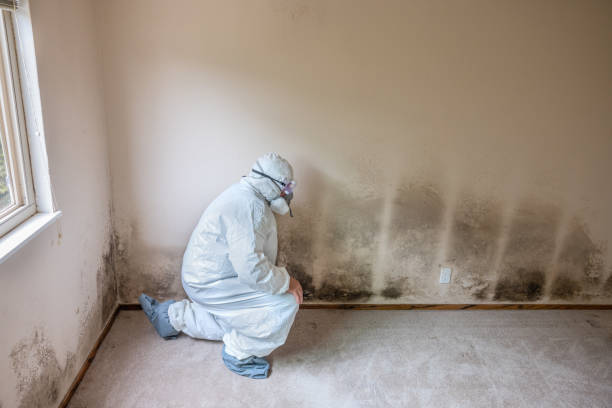 Best Home Mold Removal  in Mount Vernon, TX