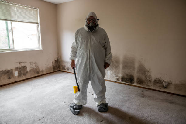 Best Affordable Mold Removal  in Mount Vernon, TX