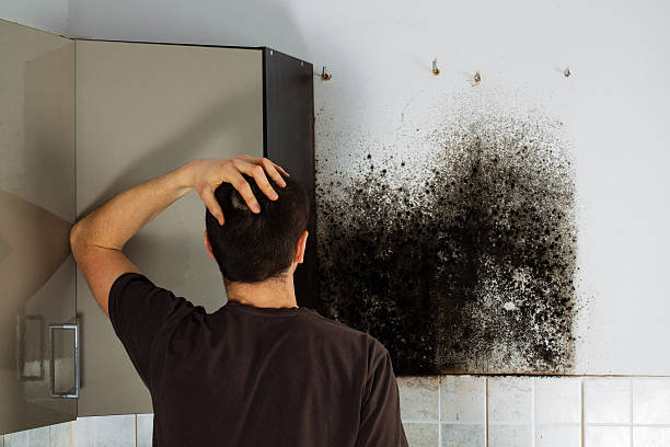 Best Attic Mold Removal  in Mount Vernon, TX