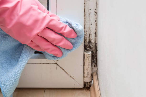 Best Local Mold Removal Service  in Mount Vernon, TX