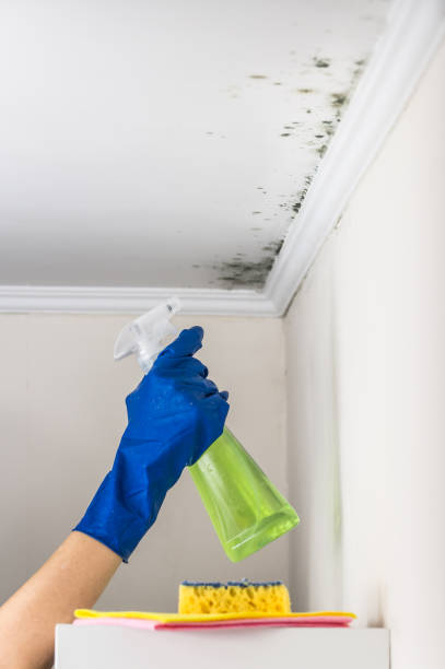 Office Mold Removal Services in Mount Vernon, TX